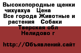 Высокопородные щенки чихуахуа › Цена ­ 25 000 - Все города Животные и растения » Собаки   . Тверская обл.,Нелидово г.